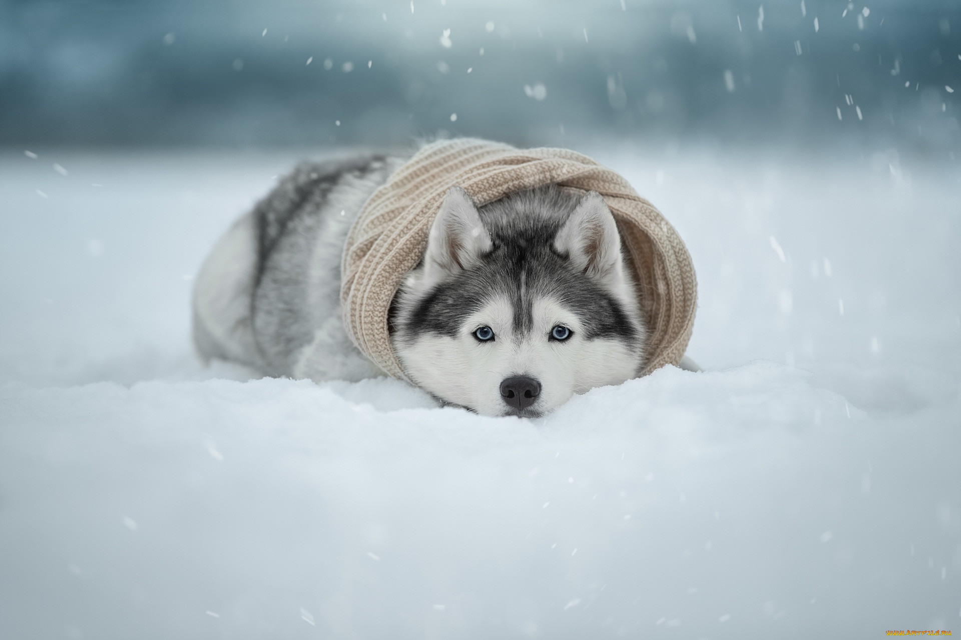 Хаски щенок зима
